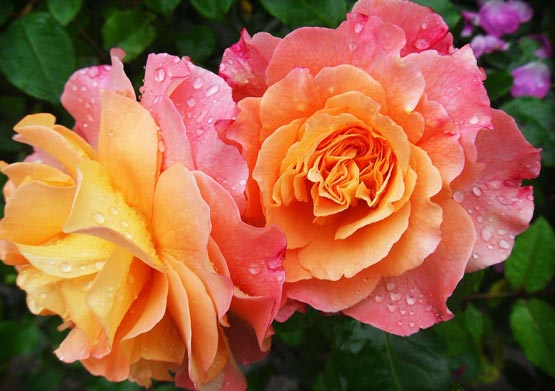 新茶嫩茶外卖上门